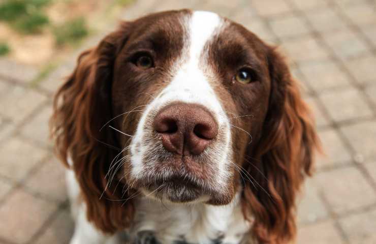 Cane dolorante