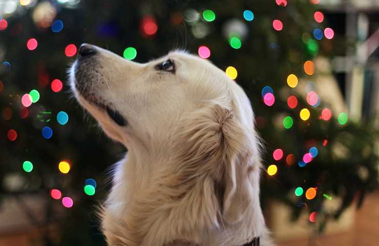 Cane e albero di natale