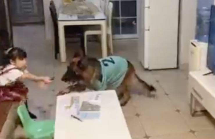 cane avvisa bimba tv
