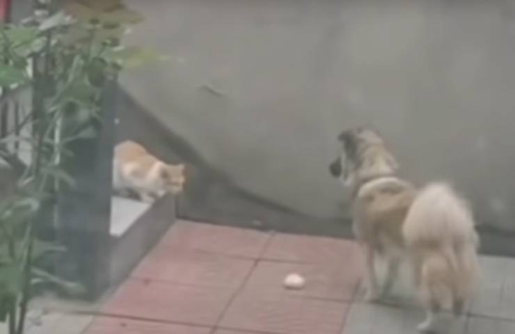 cane Pudmin cibo gattino