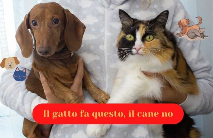 differenza cane e gatto