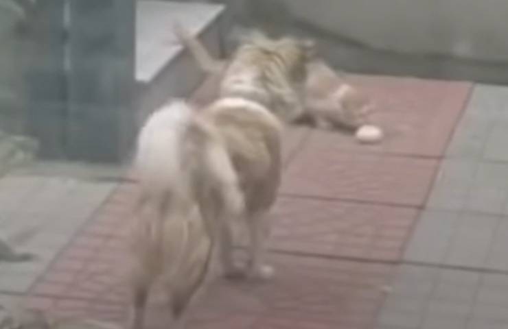 cane Pudmin generosità gattino