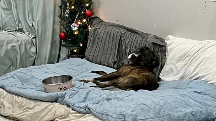 cane comunica