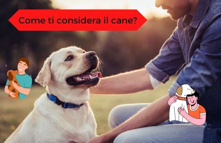 Cane guarda l'uomo