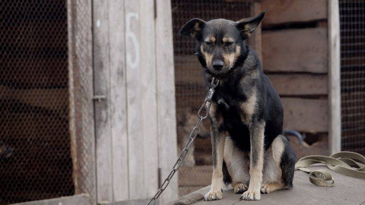 multa cani catena