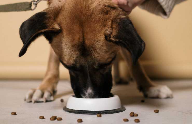 Cane mangia