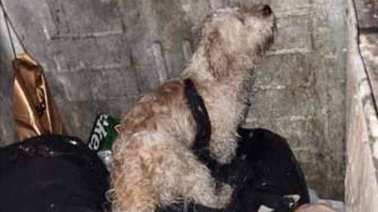 Cane nel cassonetto 