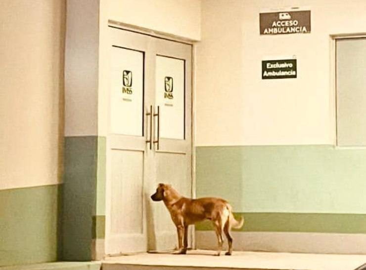 cane ritrovarlo scomparso