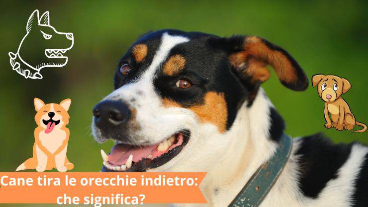 Cane con le orecchie all'indietro