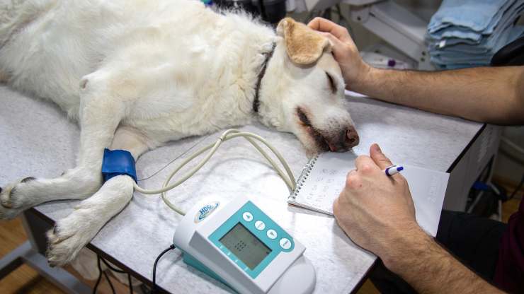 aiuto economico veterinario