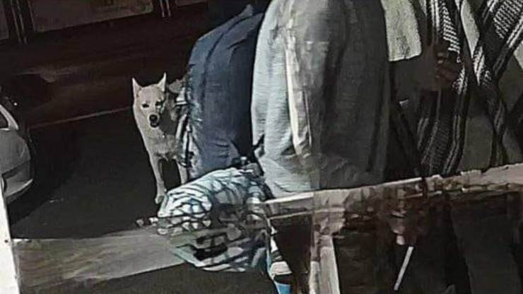 trasporto clandestino cani