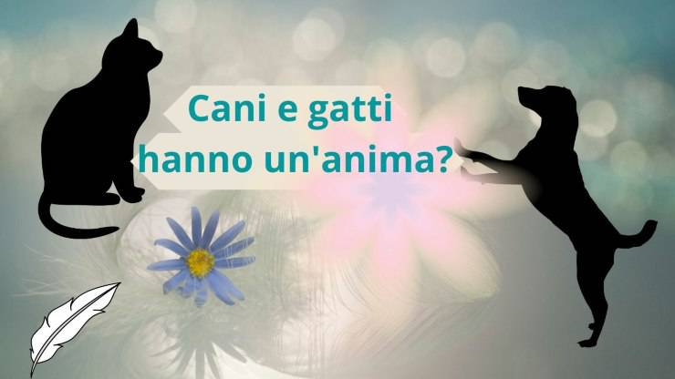 Cani e gatti nelle religioni e nella filosofia