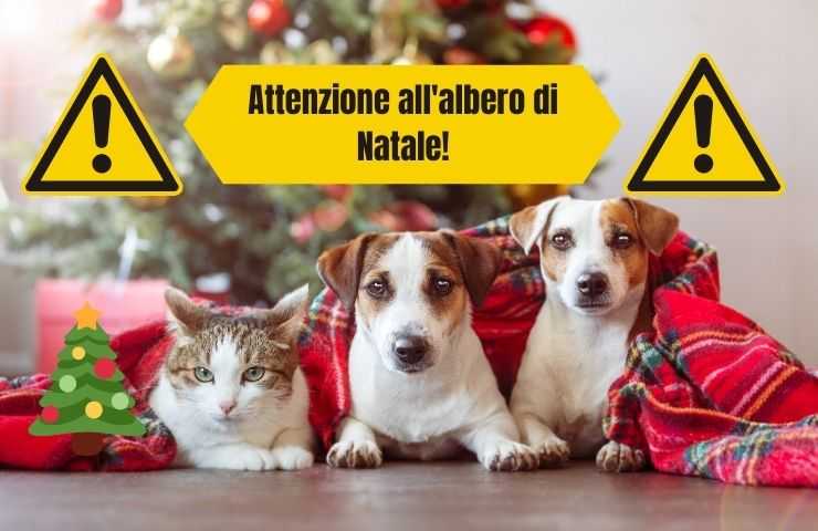 Albero di natale pericoloso per gli animali