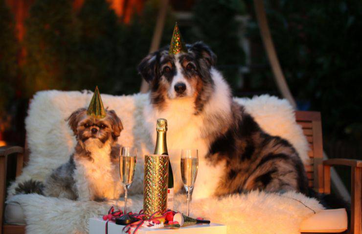 Fido San Silvestro