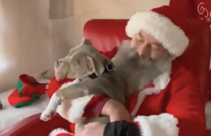 cane capone babbo natale