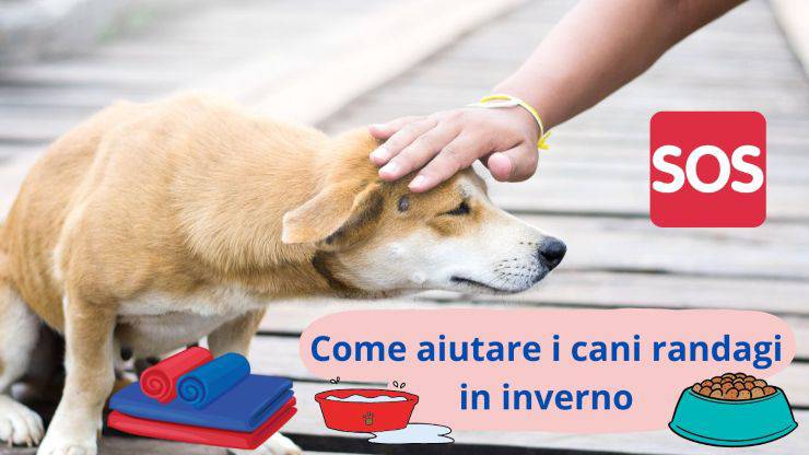Cane randagio in strada
