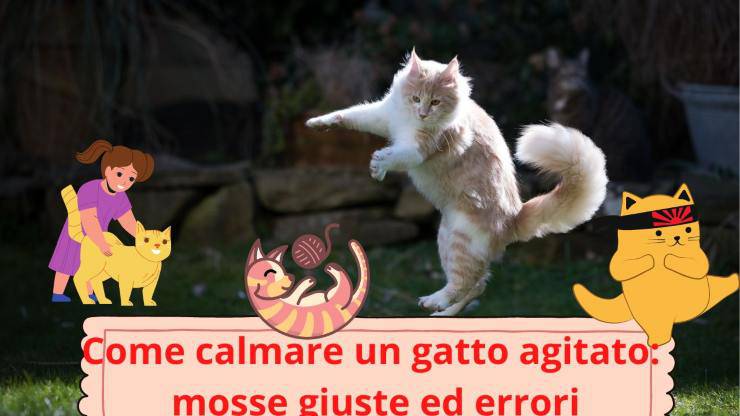Gatto agitato