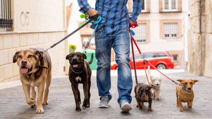 Pet sitter