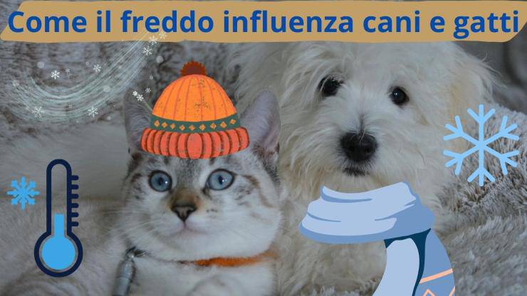 Cane e gatto in inverno
