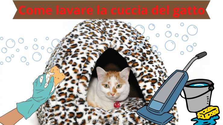 Pulire la cuccia del gatto