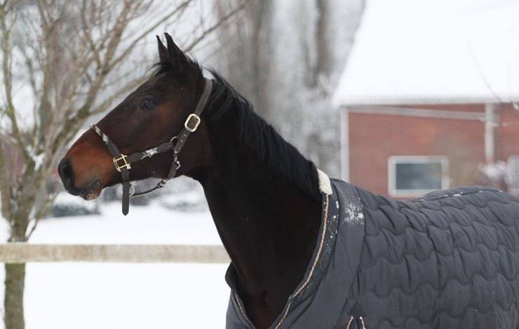 cavallo con coperta