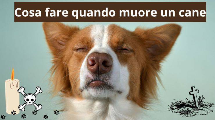 Cane defunto
