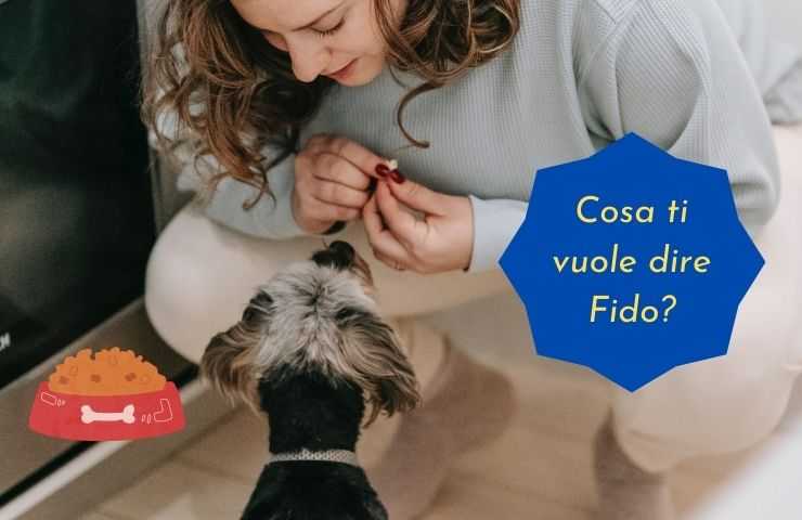 Cane porta cibo alla padrona