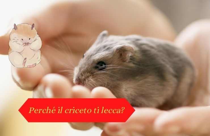 Criceto lecca