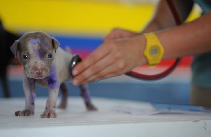 spese mediche gratis animali