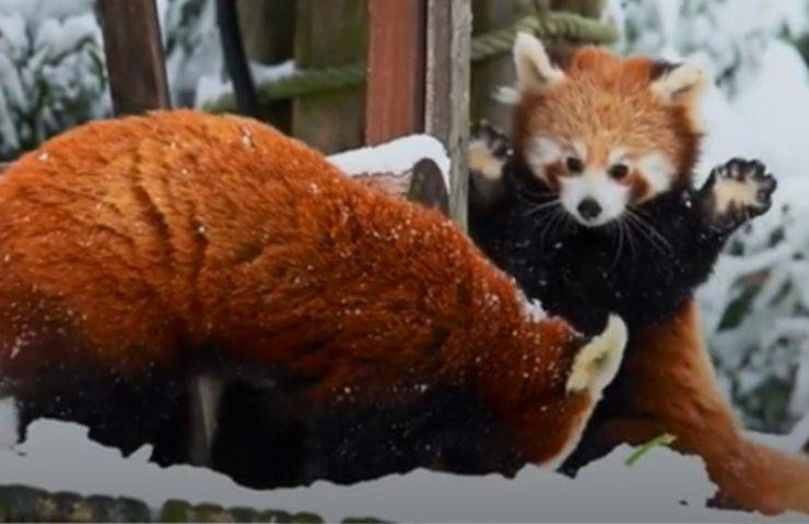neve panda rosso piccolo