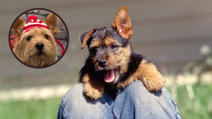 norwich terrier