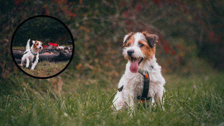 Parson Russell Terrier
