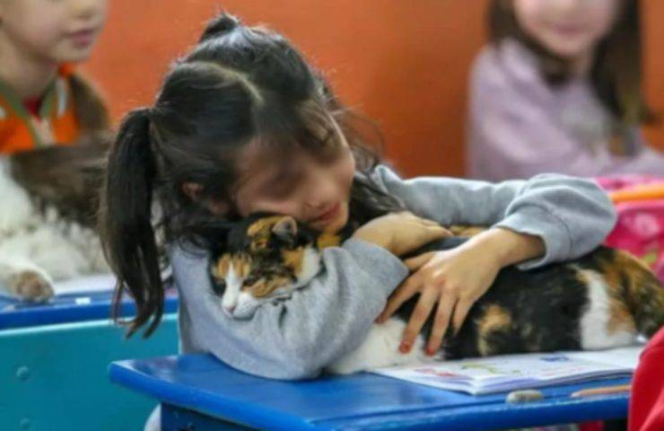 gatti randagi scuola bambina