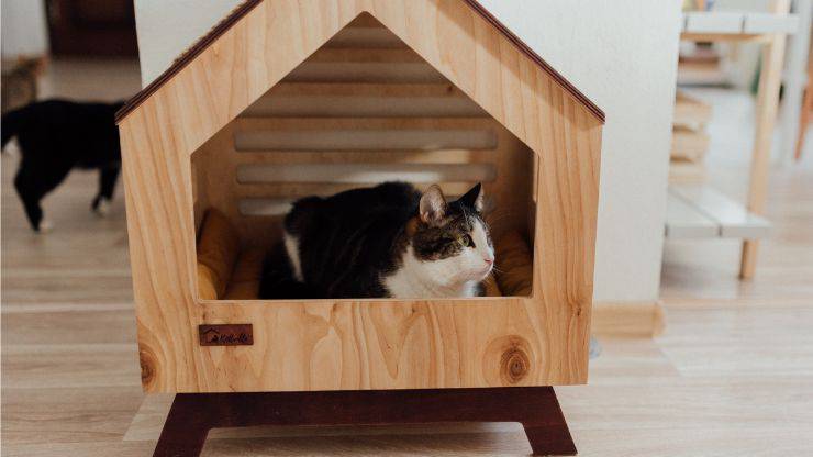 Spazio in casa gatto