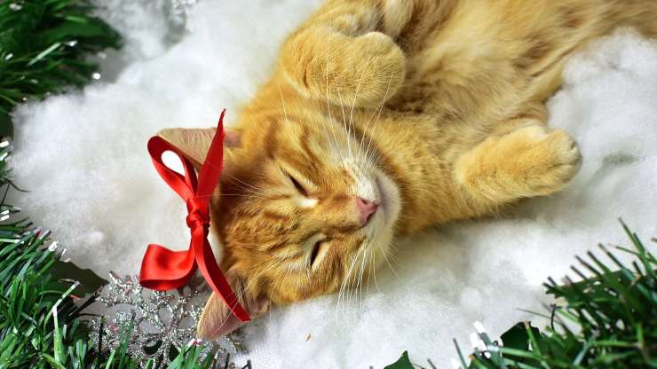 gatto avvelenato natale