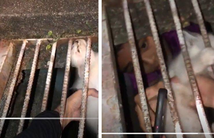 salvataggio micetto tombino bambini