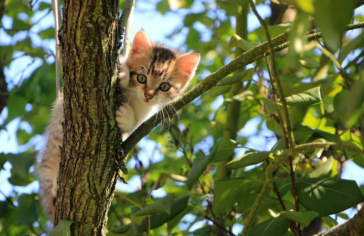 Gattino sull'albero