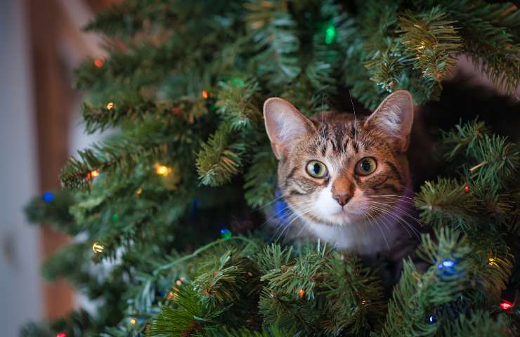 gatto avvelenato pino