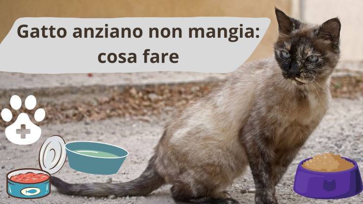 Inappetenza del gatto anziano