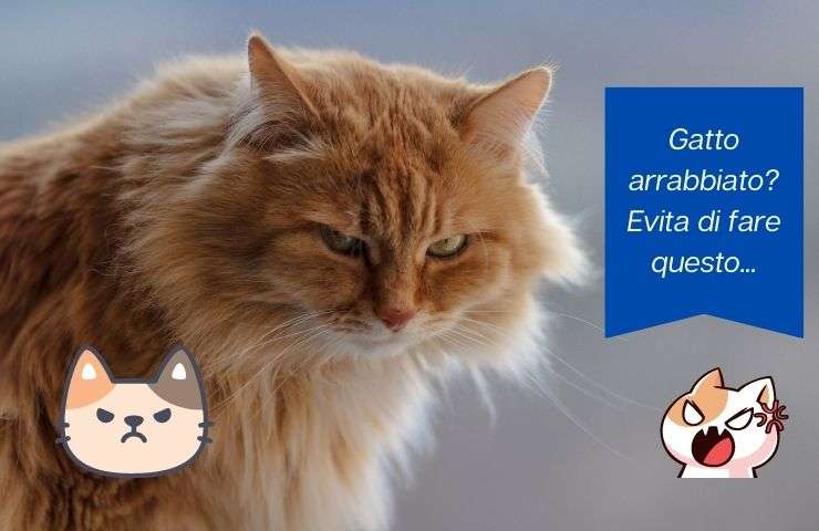 Cose che innervosiscono il gatto