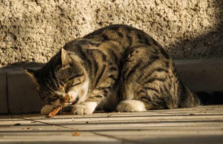 cibo per animali