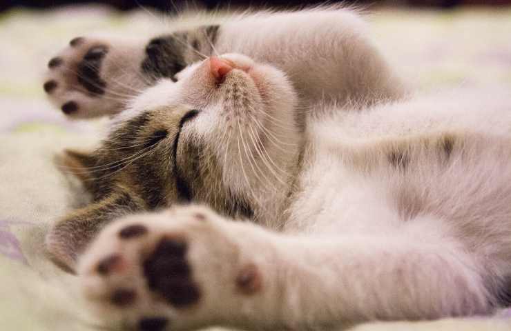 Gatto steso di schiena