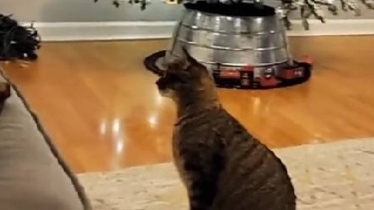 gatto albero natale