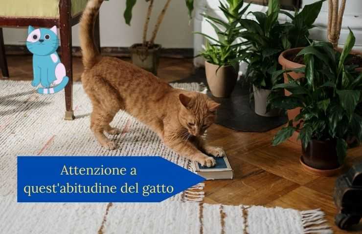 Gatto mangia l'erba