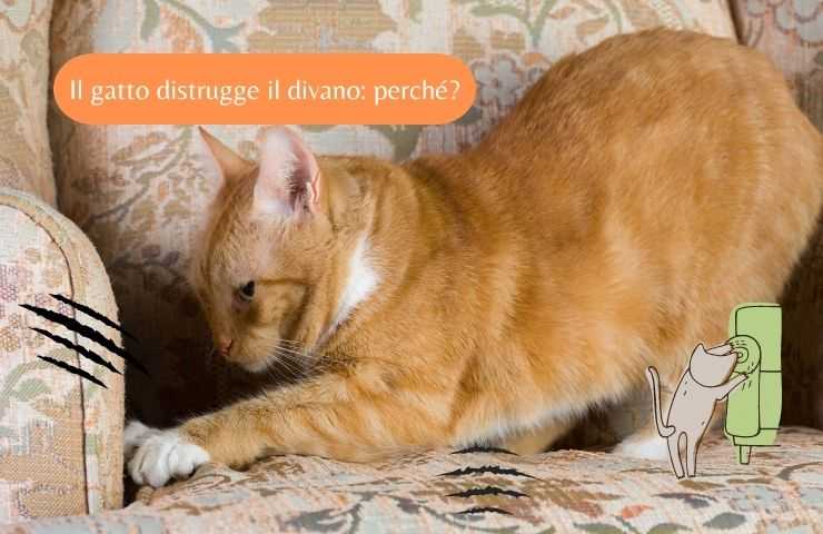 Gatto graffia divano