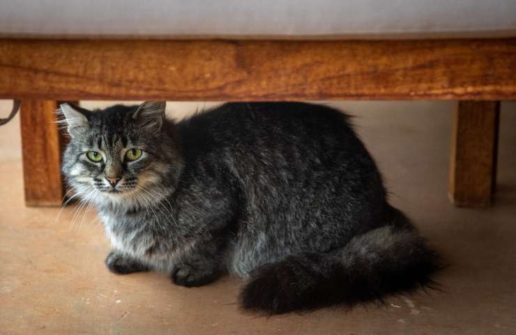 Gatto nascosto