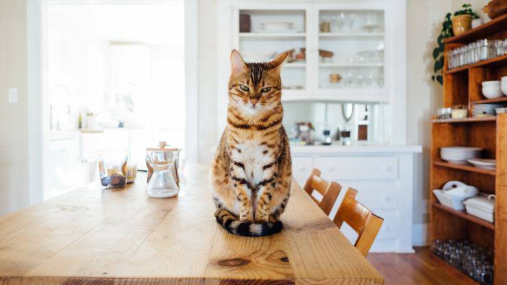 gatto furto