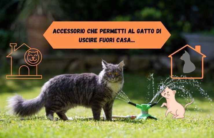 Far uscire il gatto