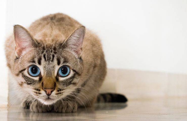 Gatto di genere neutro