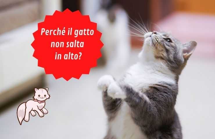 Gatto non salta